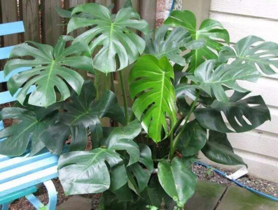 龜背竹好養(yǎng)嗎，老農總結最好養(yǎng)的六點基本方法