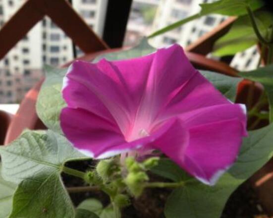 爬藤牽?；ǚN植方法，擇健康飽滿種子/借靠輔助物攀爬