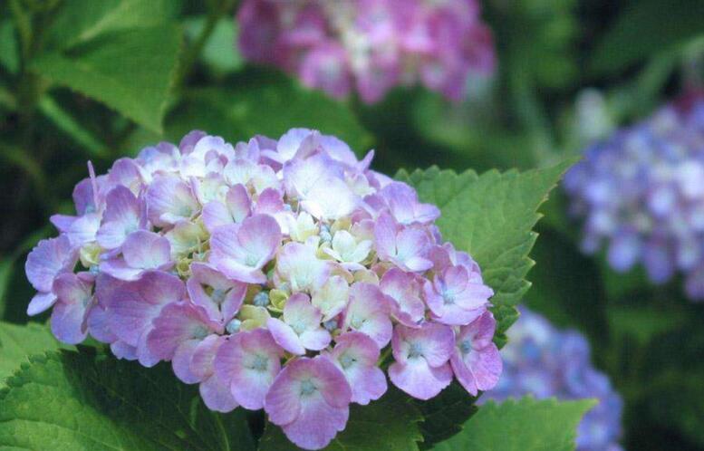 臭繡球花的養(yǎng)殖方法，合適的土壤和溫度很重要