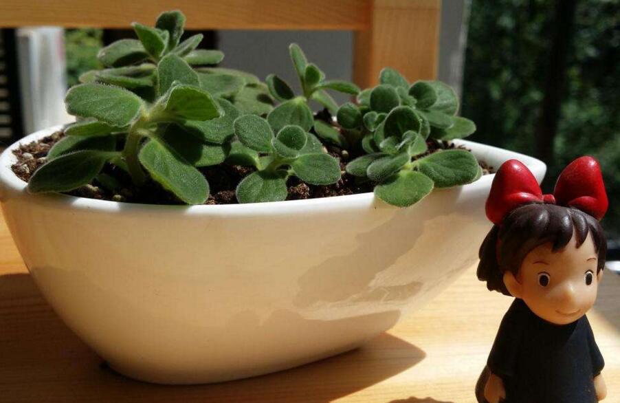 碰碰香花有毒嗎，不光沒毒并且還有很大的作用