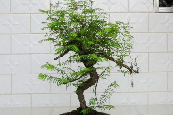 水杉怎么養(yǎng)，保證光照充足并控制好環(huán)境溫度