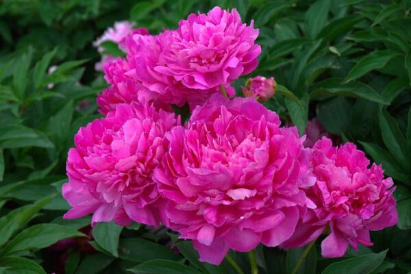 芍藥花常見病害是什么，4種病害以及防治方法