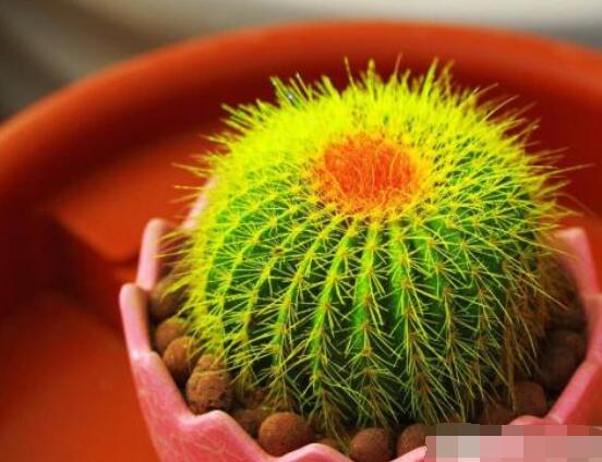 仙人球用什么肥料，鉀、磷肥為主，氮肥為輔