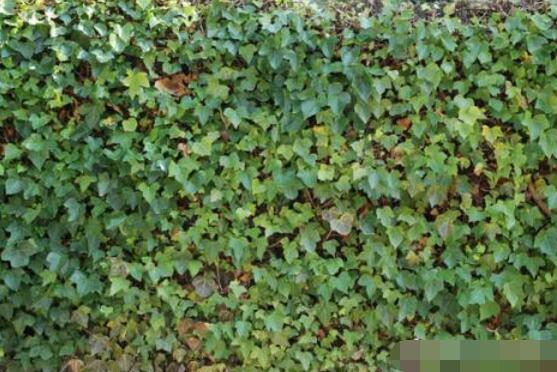 常青藤多久澆一次水，見干見濕原則保持盆土濕潤