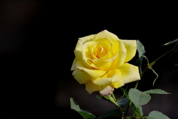 盆栽月季可以淋雨嗎，月季淋雨的四大好處