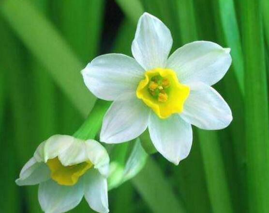 水仙花的風(fēng)水作用，催財(cái)生旺、美化環(huán)境