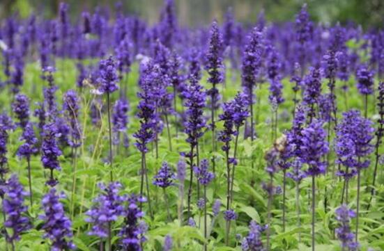 薰衣草的種類圖片大全，欣賞最好看的六大品種