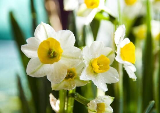 水仙花的葉子有毒嗎，誤食導(dǎo)致嘔吐、腹痛(全株有毒)