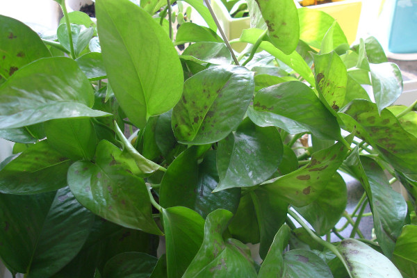 冬天綠蘿葉子有黑斑的原因，低溫缺光/盆土過濕等