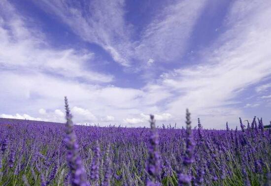 薰衣草茶多久喝一次，薰衣草功效與作用