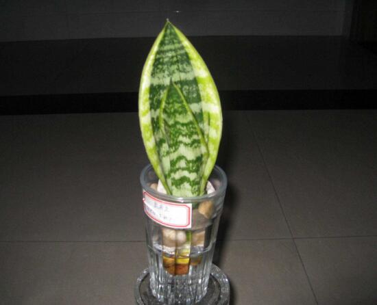 虎皮蘭可以水養(yǎng)嗎，虎皮蘭水培生根方法