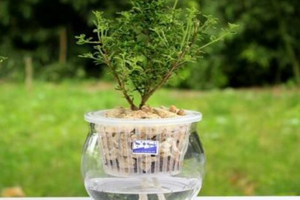 六月雪放水里會生根嗎，可以生根但需要更加細心的養(yǎng)護