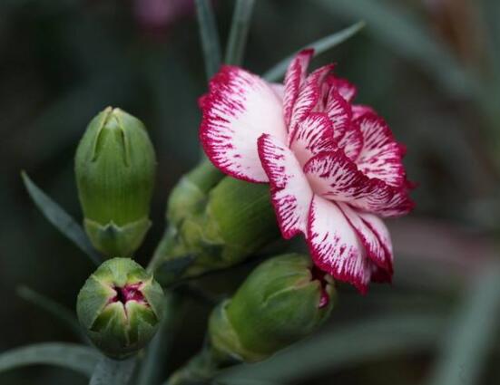 康乃馨種子需要泡水嗎，利于吸收水分、發(fā)芽更快