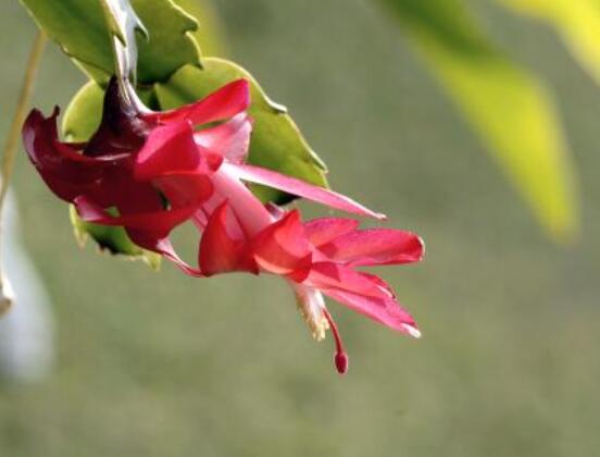 蟹爪蘭冬天能開花嗎，冬季做好六點(diǎn)養(yǎng)護(hù)措施便可花開爆盆