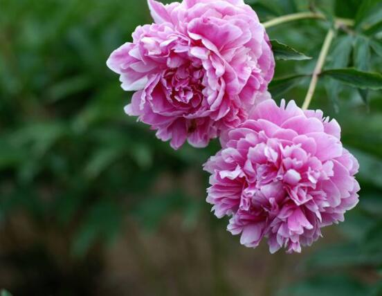 芍藥花什么時候開，每年4-6月就會含苞盛開