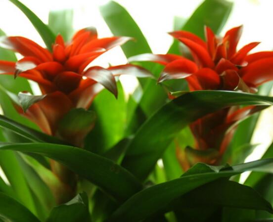 怎么讓鴻運(yùn)當(dāng)頭開(kāi)花，做好四個(gè)基本要點(diǎn)花開(kāi)爆盆