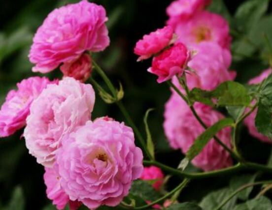 薔薇花有毒嗎，薔薇花可以種植在室內(nèi)嗎