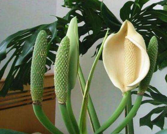 龜背竹什么時候開花，龜背竹養(yǎng)殖5-6年才可開花