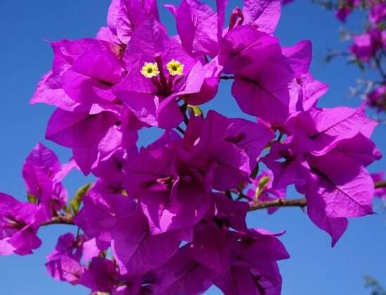 三角梅的風水作用有哪些，三角梅的功效與作用