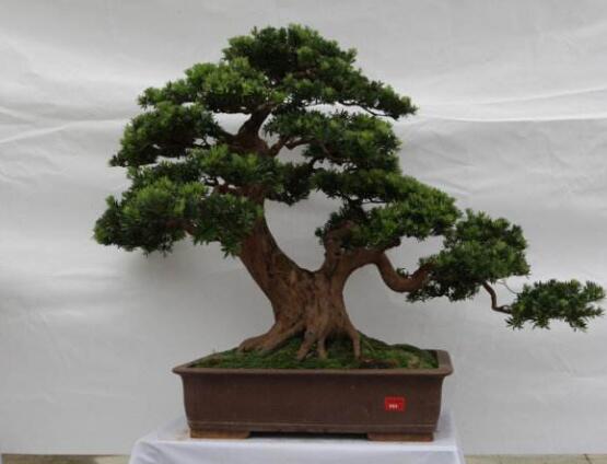 羅漢松盆景怎么養(yǎng)，老農(nóng)總結(jié)八大養(yǎng)殖方法