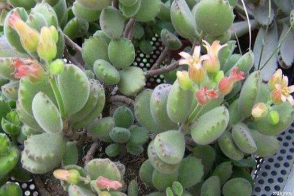 熊童子開花的寓意，生機(jī)勃勃與活力四射