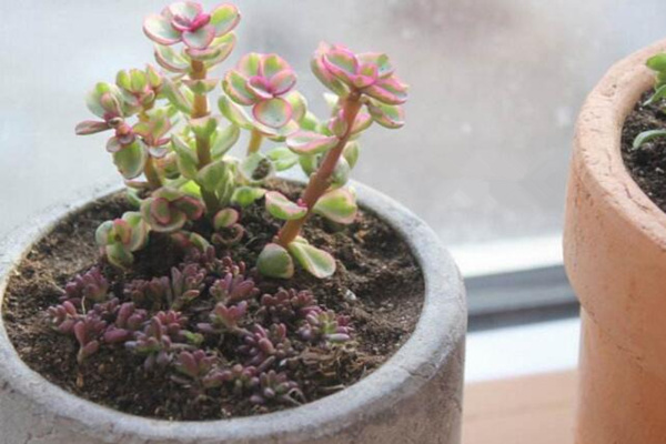 雅樂之舞怎么養(yǎng)成老樁，必須抓好以下要點