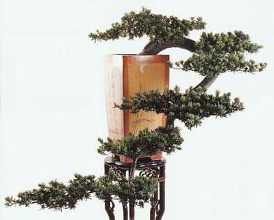 小葉羅漢松怎么養(yǎng)，掌握最佳的養(yǎng)殖方法最重要