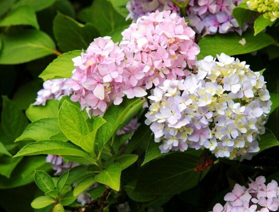 繡球不開花的原因，教你三種原因以及解決辦法