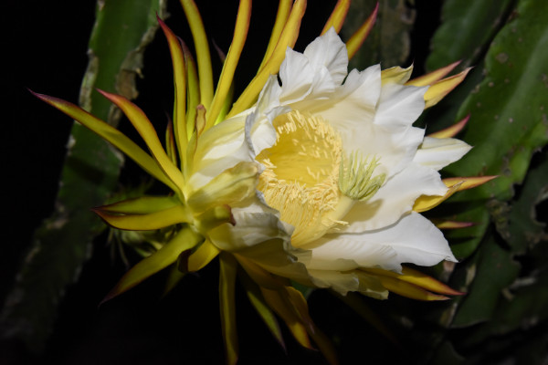 霸王花是火龍果的花嗎，答案是否定的