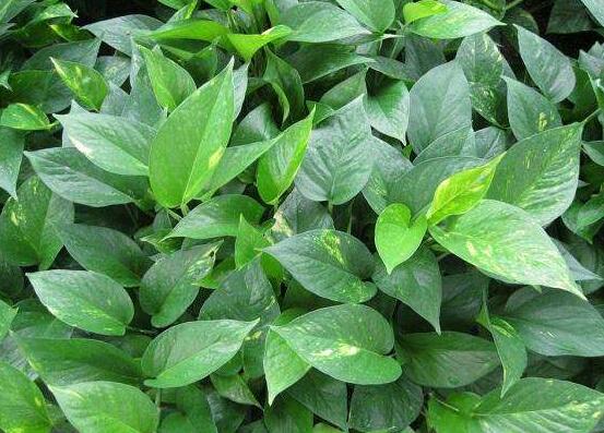 綠蘿葉子長黃斑怎么辦，四個原因以及解決辦法