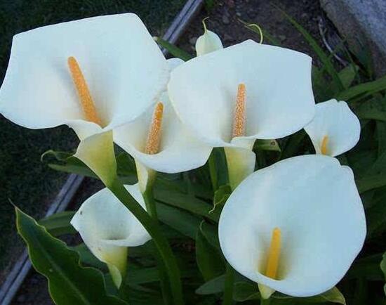 馬蹄蓮怎么澆水，馬蹄蓮多久澆水一次（三天澆次水）