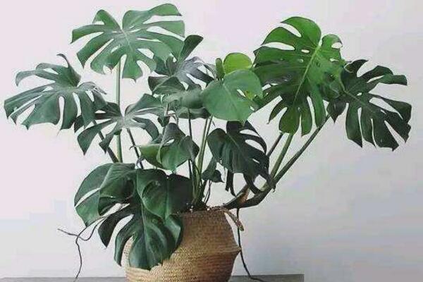適合在室內(nèi)養(yǎng)的竹