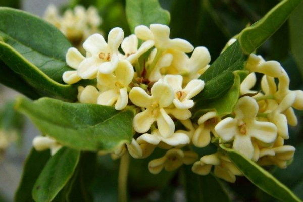 桂花樹什么時(shí)候移植好