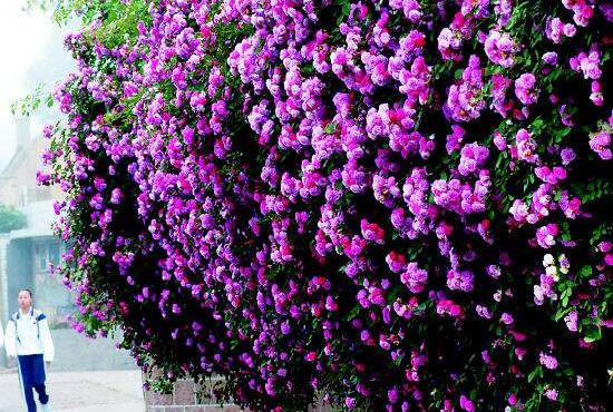 紫色薔薇花圖片，紫色薔薇花美麗傳說