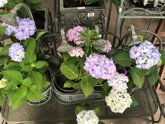 繡球花怎么澆水，繡球花多久澆一次水