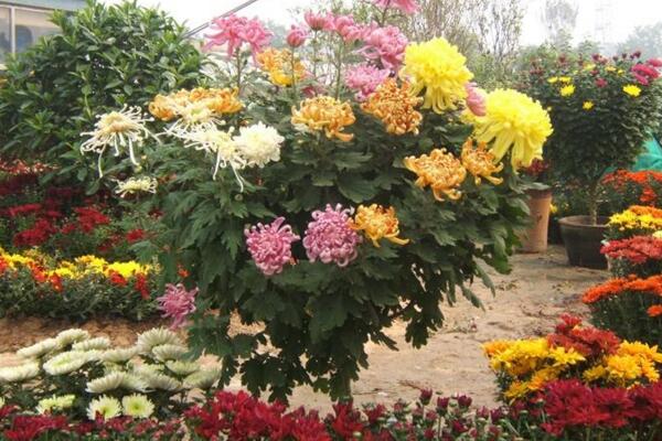 菊花的繁殖方法，可通過扦插、播種、分株、嫁接進(jìn)行繁殖