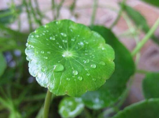 銅錢草怎么繁殖，盤點(diǎn)銅錢草三種繁殖方法(扦插/分株/播種)