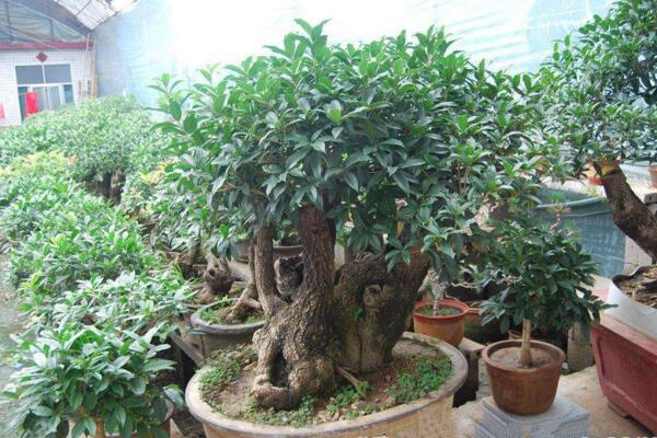 盆栽桂花移栽后管理方法，讓植株盡快適應(yīng)是關(guān)鍵