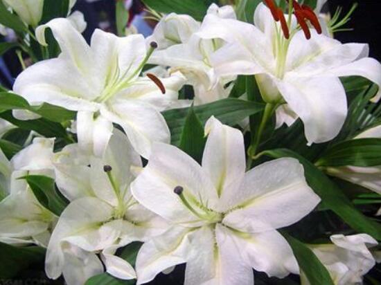 百合花可以水培嗎，水培百合花的養(yǎng)殖方法