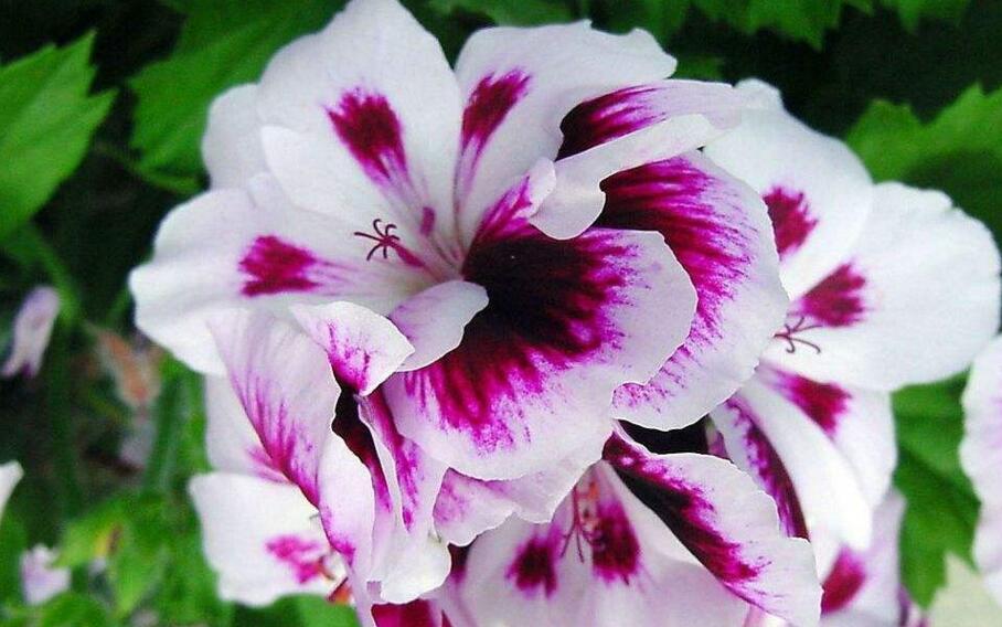 天竺葵扦插方法與時間，可以在春秋季節(jié)進行杵插