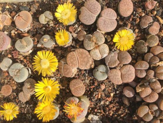 生石花怎么養(yǎng)護(hù)，做好五點(diǎn)生長(zhǎng)美觀茂盛