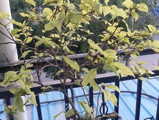 三角梅葉子發(fā)黃的原因，三角梅葉子發(fā)黃脫落怎么辦