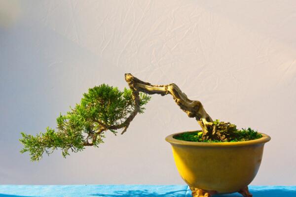 榕樹盆景圖片，獨(dú)特藝術(shù)欣賞