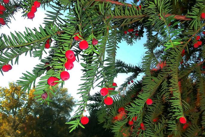 紅豆杉盆景價(jià)格，不同品種價(jià)格不同