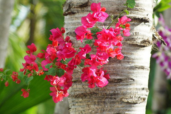 三角梅嫁接用什么砧木，半木質(zhì)化的紫花三角梅很合適