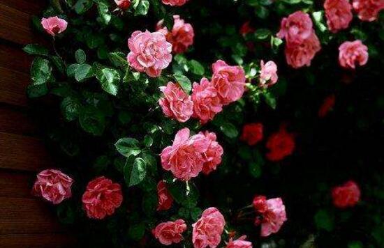 薔薇花什么時候施肥，薔薇花做到薄肥勤施原則