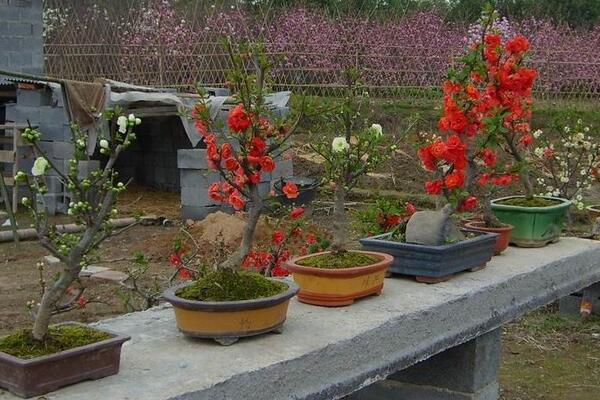 盆栽海棠花的養(yǎng)殖方法，盆栽海棠的五大養(yǎng)殖要點(diǎn)