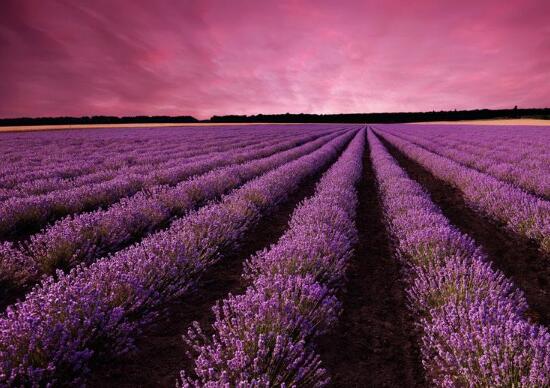 薰衣草怎么養(yǎng)比較好，薰衣草的養(yǎng)殖方法
