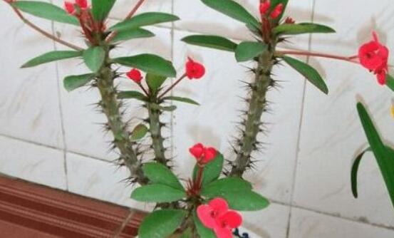 虎刺梅的繁殖方法，教你兩種最常用的繁殖方法(扦插與組培)