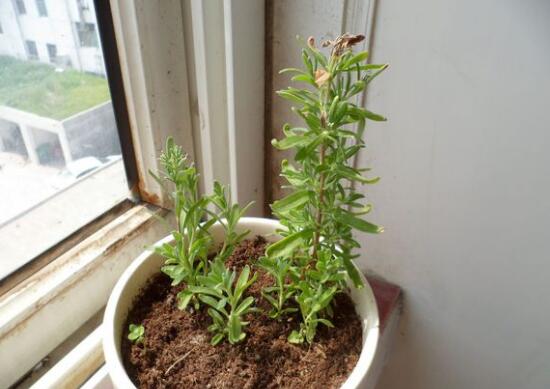 薰衣草葉子干枯怎么辦，教你正確的補(bǔ)救方法